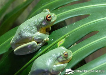 orange-eyed tree frog