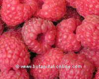 raspberry