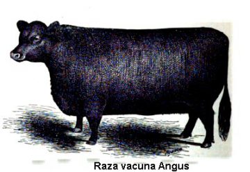 Angus cow