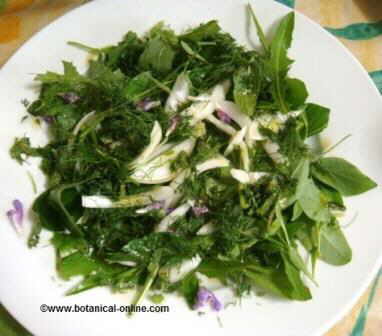 Wild plants salad