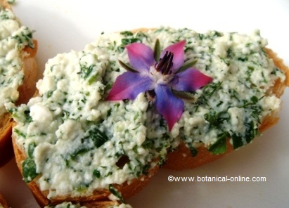 Toast of fine herbs cheese decorated with borage flower