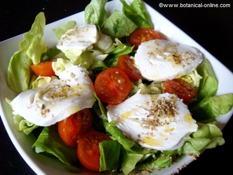 Mozzarella salad