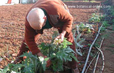 picking cardoons