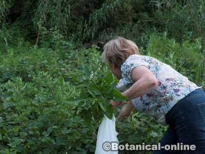 woman collecting nettles