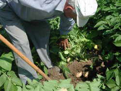 Photo of farmer collecting potatoes
