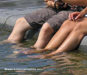 cooling their legs in fresh water