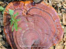 Photo of Ganoderma lucidum, seen from above