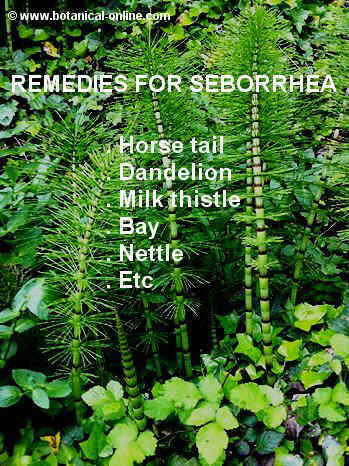 Remedies seborrhea