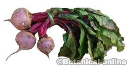 beet root