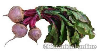 beet