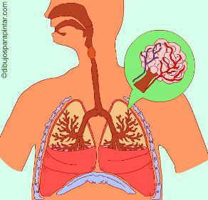 respiratory system