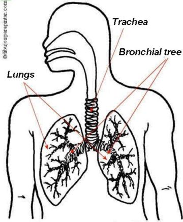 lungs