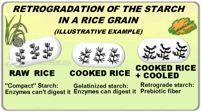 retrogradation of starch