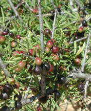 Rhamnus lycioides