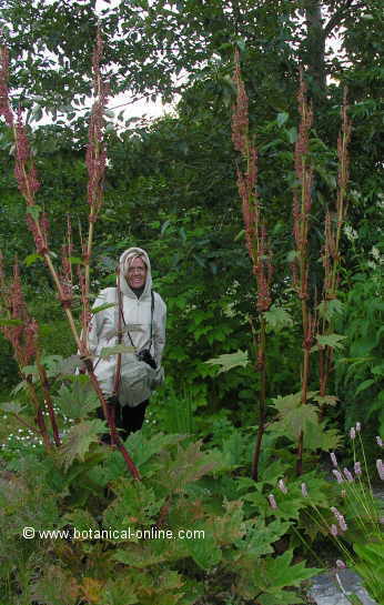 Chinese rhubarb (Rheum palmatum)