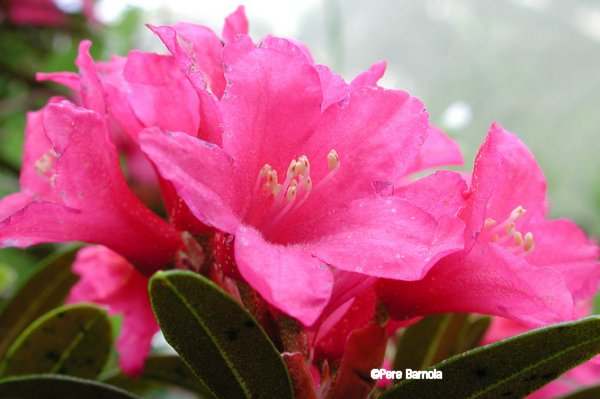 Rhododendron ferrugineum