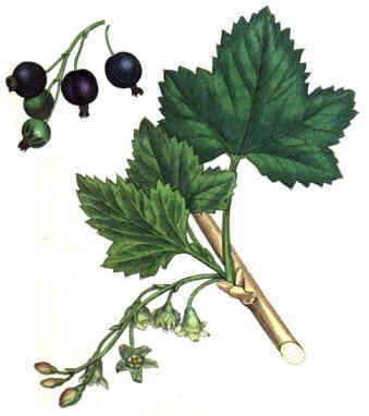 Black currant drawing