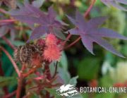 castor oil plant