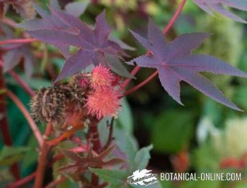 castor oil plant (Ricinus communis)