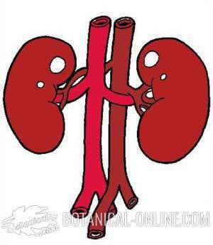 Drawing of kidneys