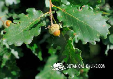 Detail of an oak fruit (acorn) and leaves.