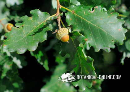 Detail of an oak fruit (acorn) and leaves