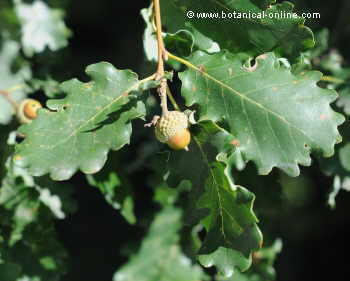 Downy oak