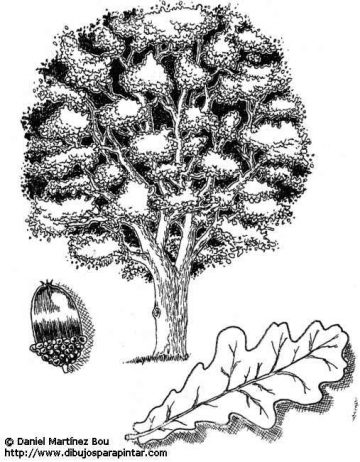 oak drawing