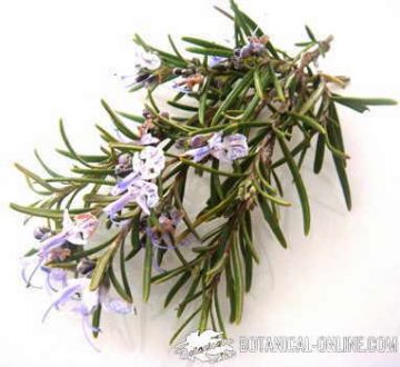 Rosemary medicinal plant