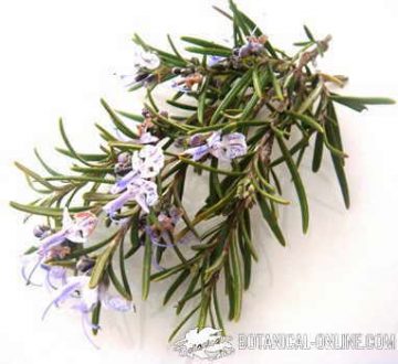 rosemary