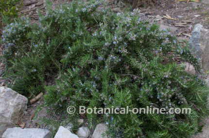 Photo of rosemary in a garden