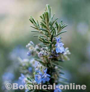 branch of rosemary