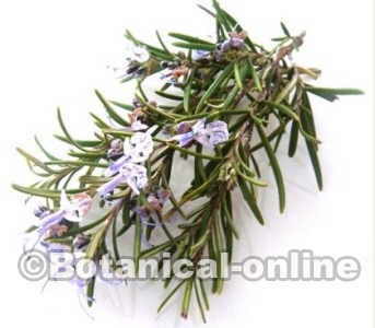 Leaves and flowers of rosemary infusion