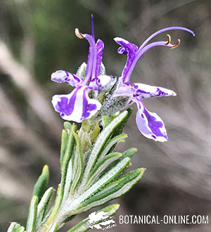 rosemary flower