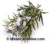 rosemary