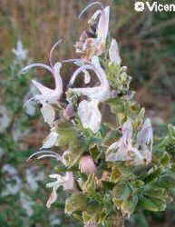 rosemary flowers