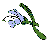 Rosemary flower illustration