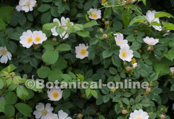 wild rose flowers