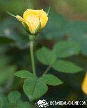 yellow rose