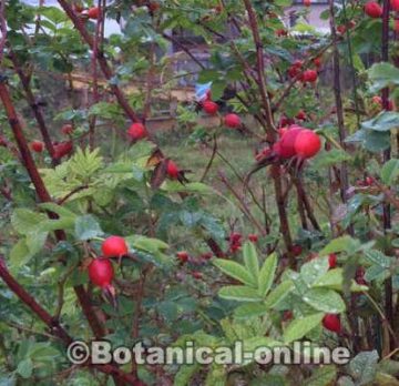 Rosehips