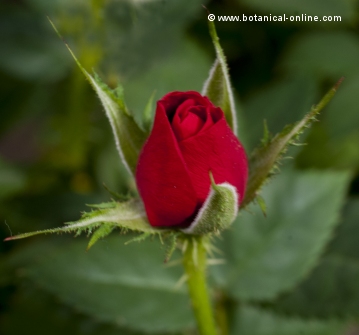 Picture of a rose