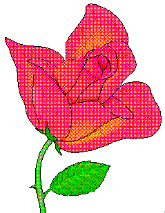 Drawing of a rose