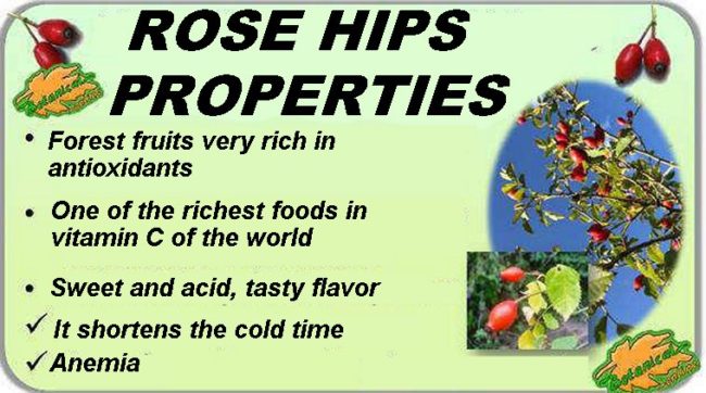 Rosehip Properties and Benefits