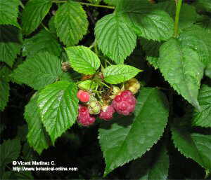 Wild Raspberry