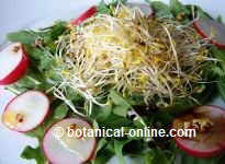 depurative salad