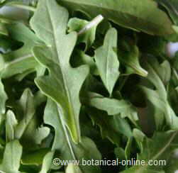 Arugula leaves (Eruca vesicaria)