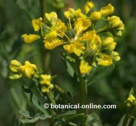 Common rue flower detail