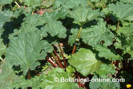 Photo of rhubarb in an orchard