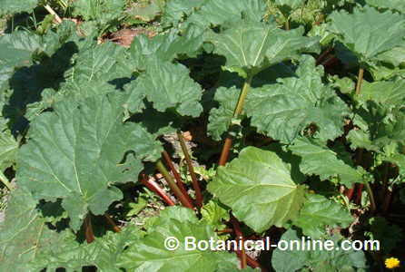 rhubarb