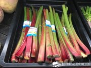 rhuibarb